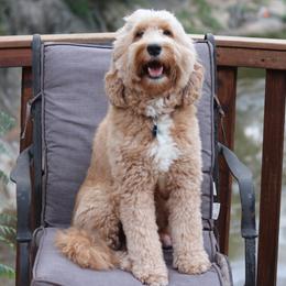 Lola - Goldendoodle