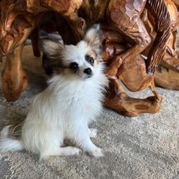 Ready Now.  Lucie's white and sable boy 2 - White and sable male Papillon puppy in Shirley, Arkansas from Lucky Pups