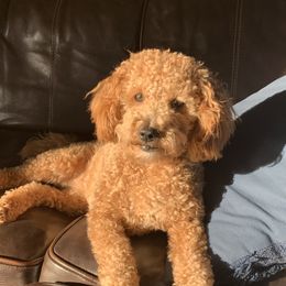 Finley - Goldendoodle