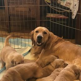 Lilly - Golden Retriever