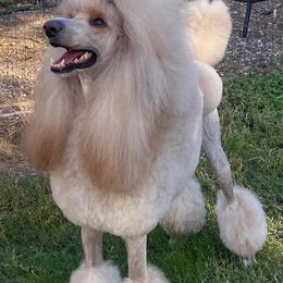 Poodles from Kings Honored Poodles