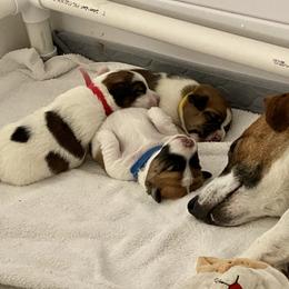 Golden Retriever and Jack Russell Terrier Puppies from Shelby Burleson's Golden Retrievers and Jack Russell Terriers