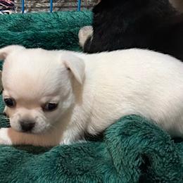 Rebecca - White female Chihuahua puppy in Lake George, New York from Moonhill Chihuahuas