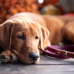 Labrador Retriever Puppies from UC Labradors