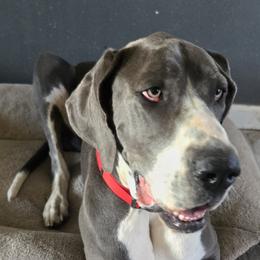 Great Dane puppies from Red Cloud Australian Shepherds and DeGray Great Danes & Bulldogs