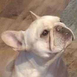 Francesca  - French Bulldog
