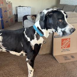 Tucker - Great Dane