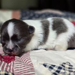 Romeo - Blue and white male Chihuahua puppy in Xenia, Ohio from Moose Creek Chihuahua's