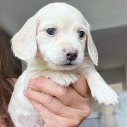 Zen - Cream male Dachshund puppy in Richmond, Virginia from Irresistible Dachshunds & Cavaliers