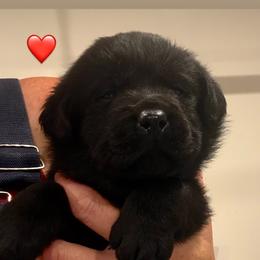 Red collar - Black female Labrador Retriever puppy in Clinton, Tennessee from Summer Rose