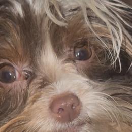 Shih Tzus and Yorkshire Terriers from Friends4everkennel LLC