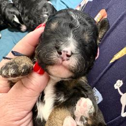 Black collar boy - Tri-color male Bernedoodle puppy in Lake, Michigan from 3 King Doodles & Poodles