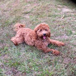Zoey - Goldendoodle