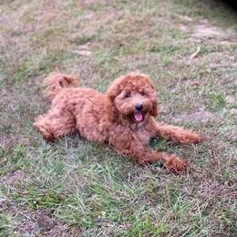 Zoey - Goldendoodle
