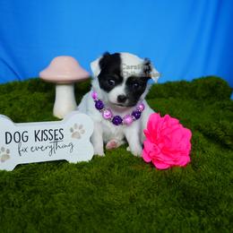 Paisley - Black and tan female Chihuahua puppy in Bois D Arc, Missouri from Carsten's Chihuahuas