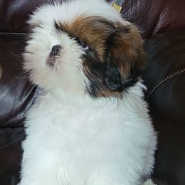 Shih Tzu Puppies from Jazzie Shih Tzu