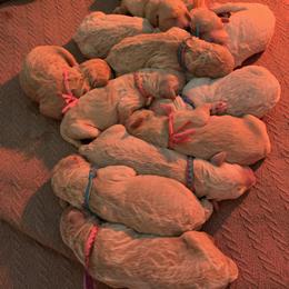 Goldendoodle Puppies from Goldendoodle Baby