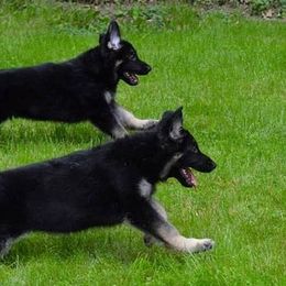 German Shepherds from Brandiwyne's German Shepherds