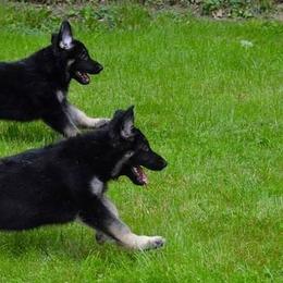 German Shepherds from Brandiwyne's German Shepherds