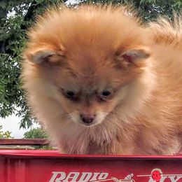 Pomeranians from Estep's Enchanted Garden 💚