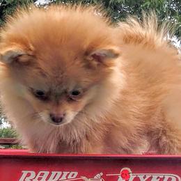 Pomeranians from Estep's Enchanted Garden 💚