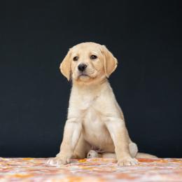 Syrup - Yellow Labrador Retriever puppy in Pittsburgh, Pennsylvania from Sun Ridge Labradors