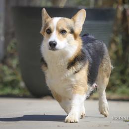 Petals - Pembroke Welsh Corgi