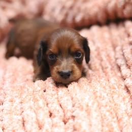 Cooper - Red male Dachshund puppy in Eaton, Ohio from Miniature Alphas Dachshunds