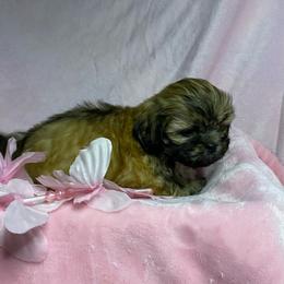 Zoe girl 2 - Brindle female Shih Tzu puppy in Zeigler, Illinois from Dandy Little  Shih Tzu, Shih Poo's and Toy Poodles