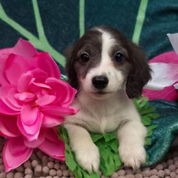 Chardonnay - Blue and cream female Dachshund puppy in Pocasset, Massachusetts from Dachs of the Bay