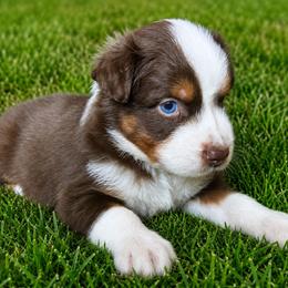Rain - Red tri-color male Australian Shepherd puppy in Marshall, Virginia from Aussie Tales Farm