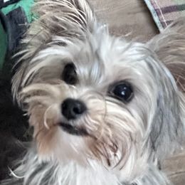Remington - Yorkshire Terrier