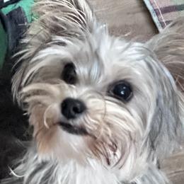 Remington - Yorkshire Terrier