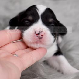 American Corgi and Pembroke Welsh Corgi Puppies from Blacktail Mountain Corgis