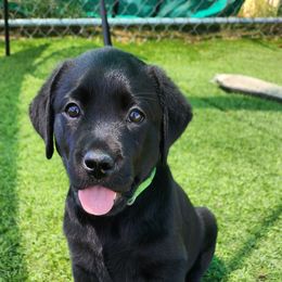 Labrador Retriever Puppies from Steele Caliber Retrievers