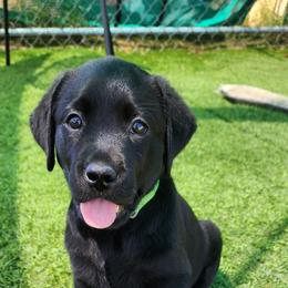 Labrador Retriever Puppies from Steele Caliber Retrievers