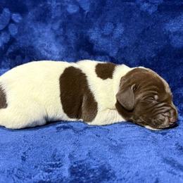 Male 5 - White and liver male German Shorthaired Pointer puppy in Equinunk, Pennsylvania from AHHA Kennels