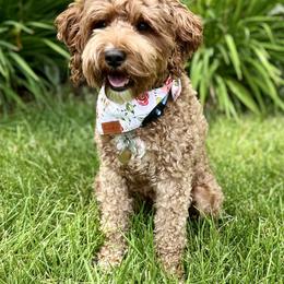 Coco - Goldendoodle