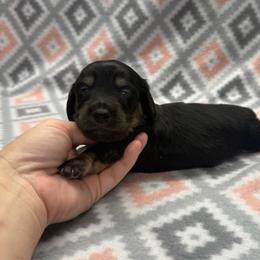 Boy 3 - Black and tan male Dachshund puppy in Hoover, Alabama from Tide Town Doxies