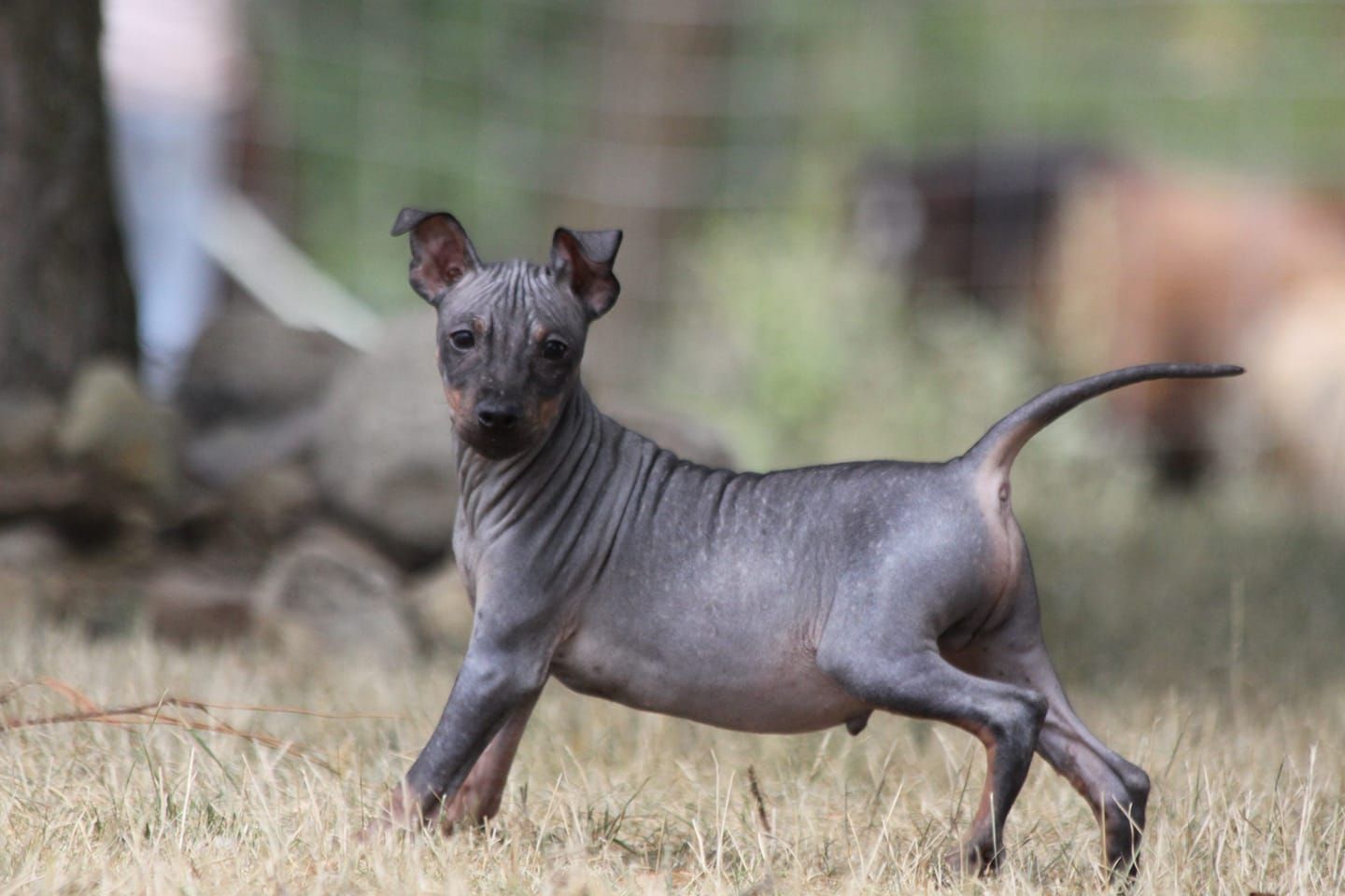 Rahnas in West Virginia | American Hairless Terrier and Australian ...