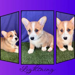 Lightning - Red female Pembroke Welsh Corgi puppy in Kiowa, Colorado from Cool Water Corgis LLC