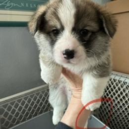 Pembroke Welsh Corgi Puppies from Emerald Corgis