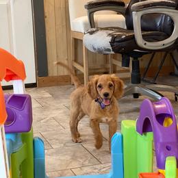 Honey - Brown female Cavapoo puppy in Sugarcreek, Ohio from True Hearted Doodles