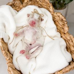 Journey - Parti female Goldendoodle puppy in Ooltewah, Tennessee from Allison Family Doodles