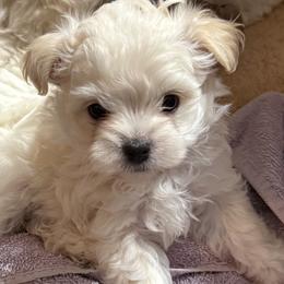 Cavapoos, Cockapoos, Goldendoodles, Maltipoos, Poodles, and Yorkipoos from Painted Rose Poodles and Doodles