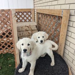 Golden Retriever Puppies from Mountain Sky Goldens