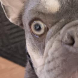 French Bulldogs and Shih Tzus from Records Precious Puppies