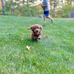 Cockapoo Puppies from Chesley Hill Cockapoos