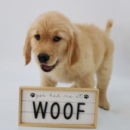 Golden Retriever Puppies from Golden Meadows of Utah