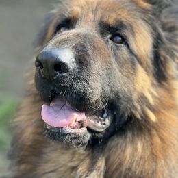 German Shepherd puppies from Von Blackwolf:World Class German Shepherds